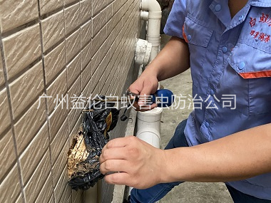 白云区建筑灭治白蚁工程